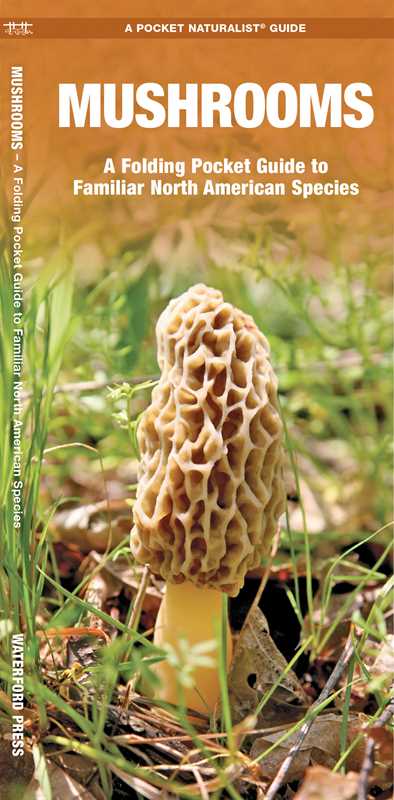 Mushrooms by James Kavanagh