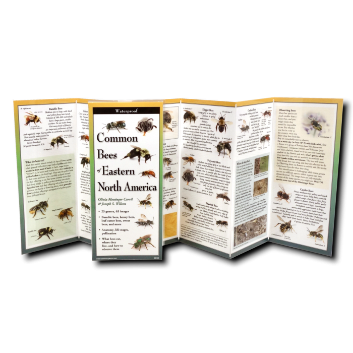 Common Bees of Eastern North America