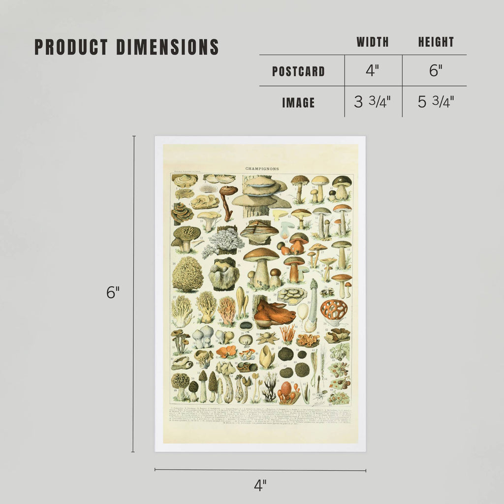 PREMIUM POSTCARDS Mushrooms, A, Vintage Bookplate