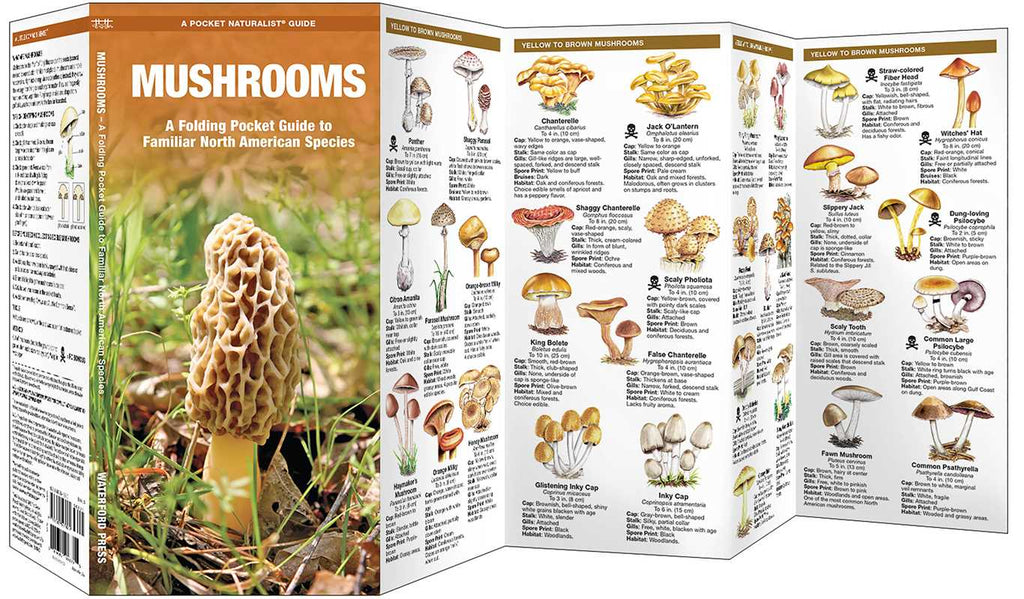 Mushrooms by James Kavanagh