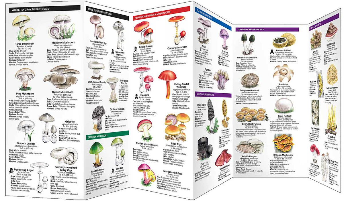 Mushrooms by James Kavanagh