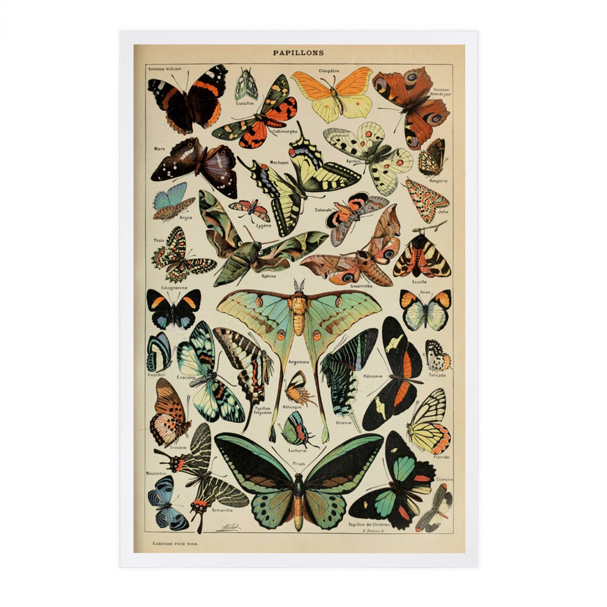 PREMIUM POSTCARDS Butterflies, C, Vintage Bookplate Millot