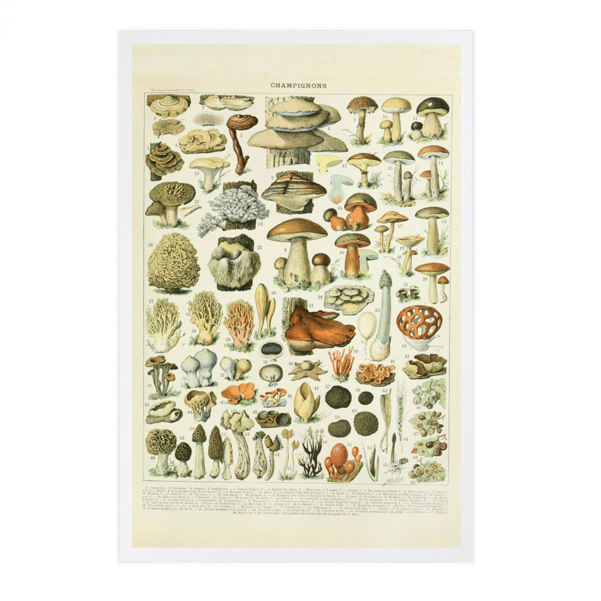 PREMIUM POSTCARDS Mushrooms, A, Vintage Bookplate