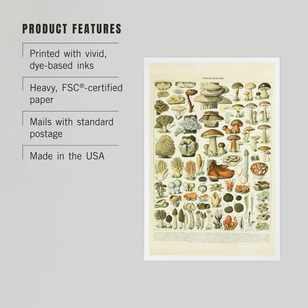 PREMIUM POSTCARDS Mushrooms, A, Vintage Bookplate