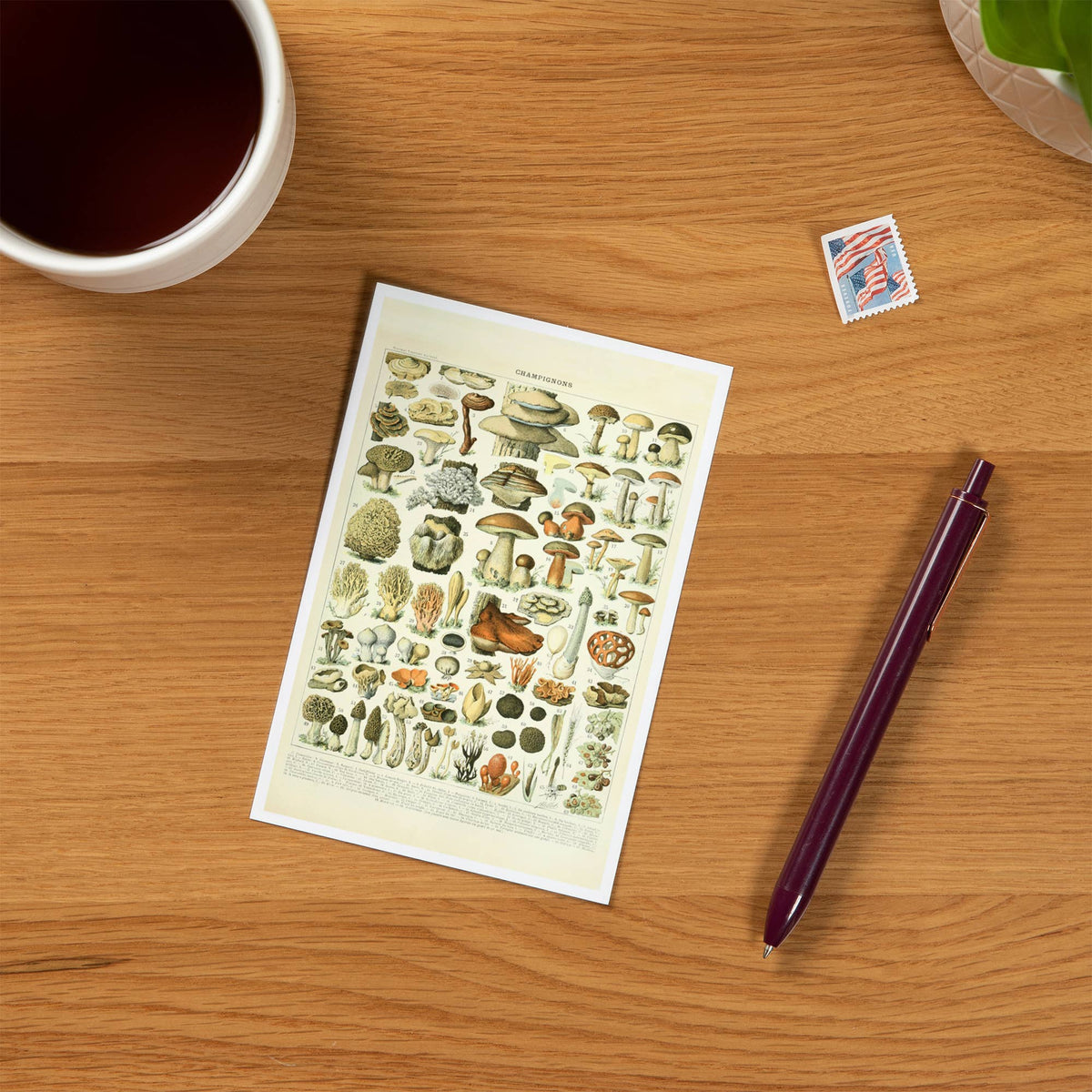 PREMIUM POSTCARDS Mushrooms, A, Vintage Bookplate